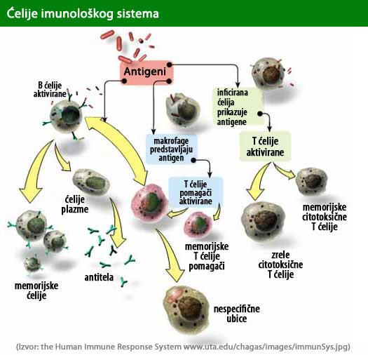 Kako funkcioniše naš imunološki sistem Moj imunitet